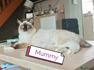 Ragdoll cats Beautifull ragdoll - Advert 13