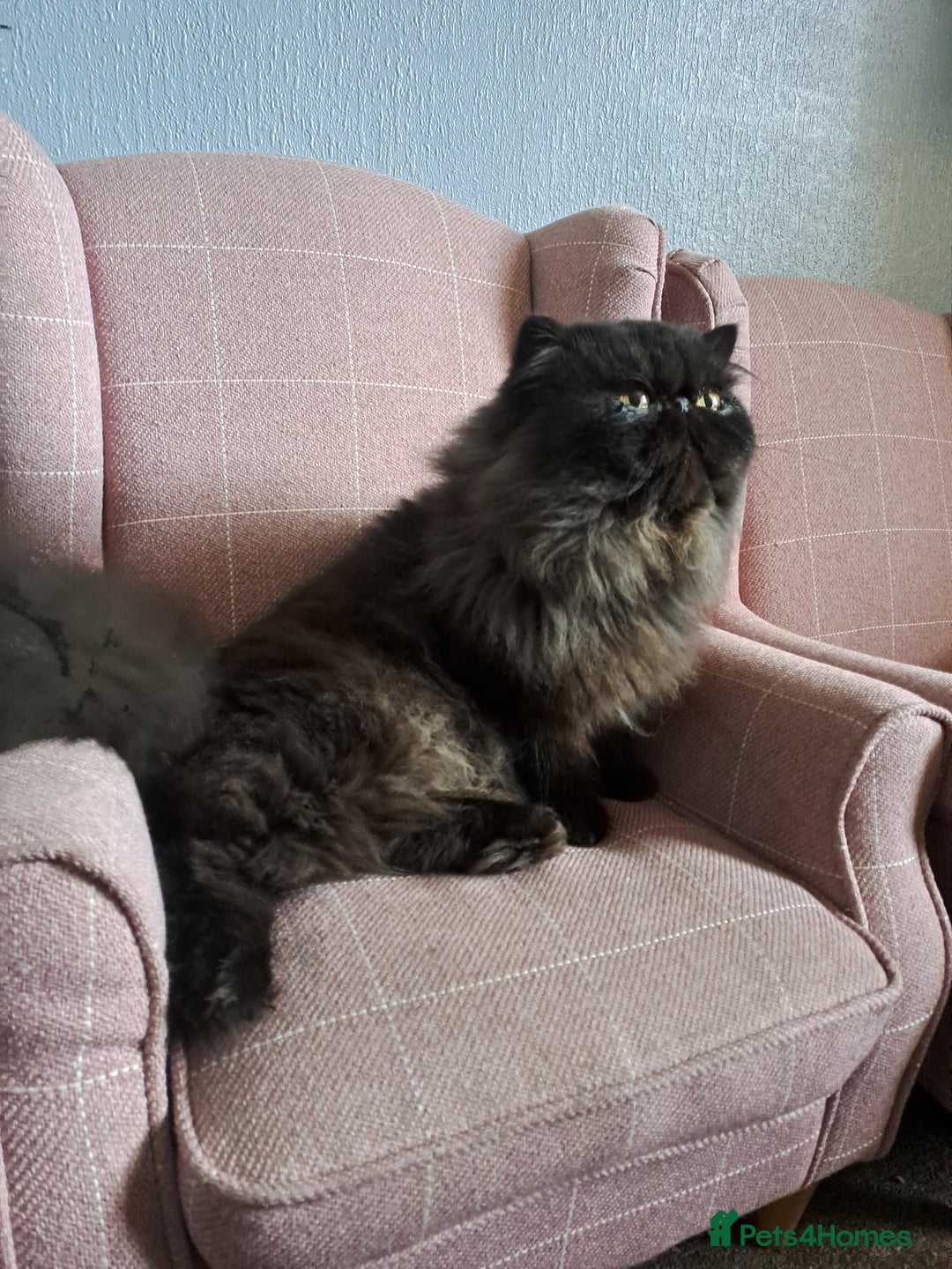 Persian cats for stud: GCCF brother's for stud!!  - Advert 2