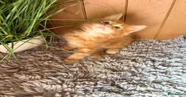 Maine Coon cats - Advert 8