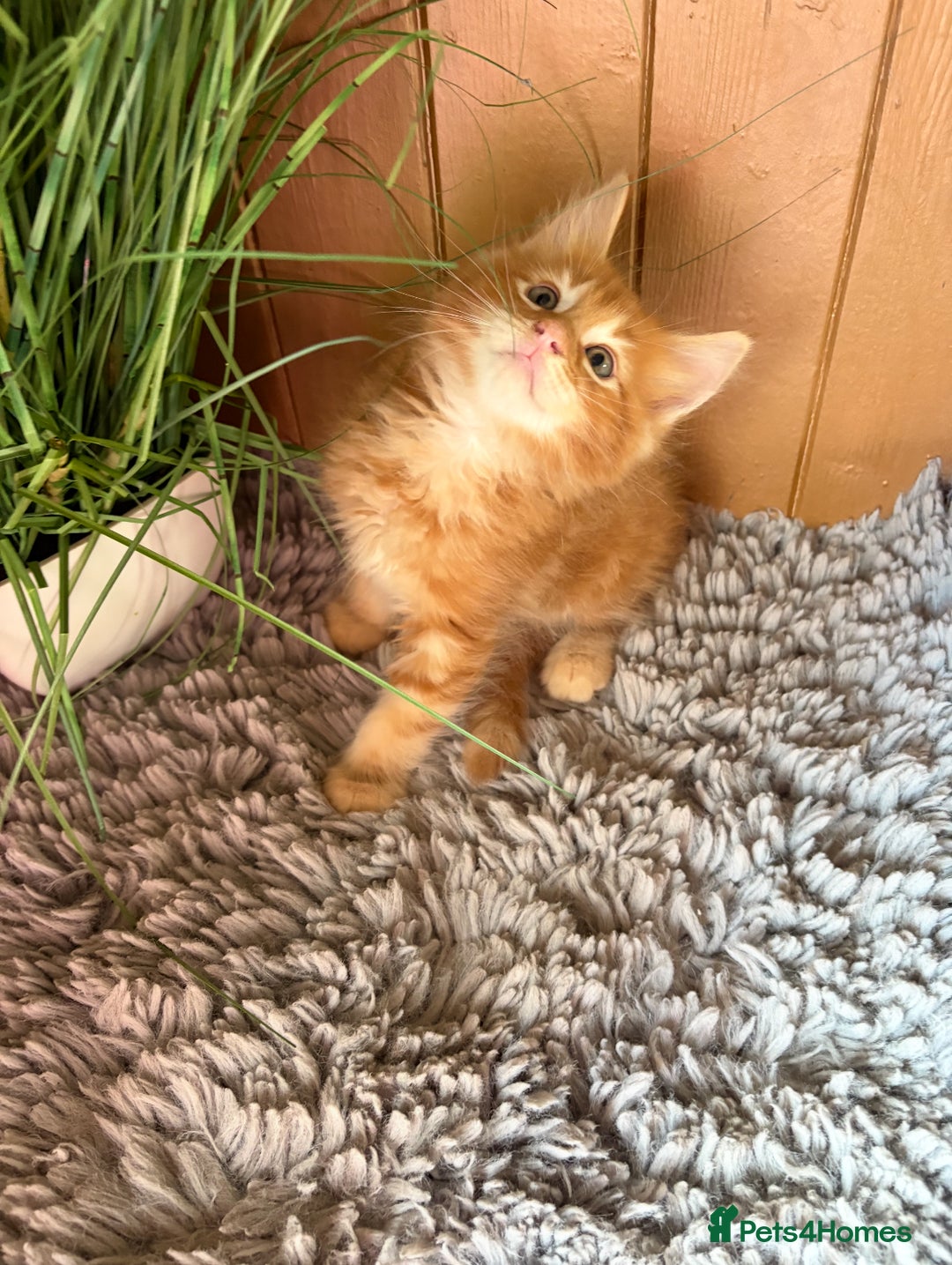 Maine Coon cats for sale: Stunning pedigree maincoon kittens  - Image 7