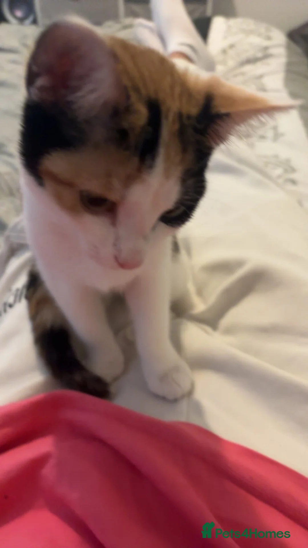 Mixed Breed cats for sale: 18 week old female kitten  - Advert 2