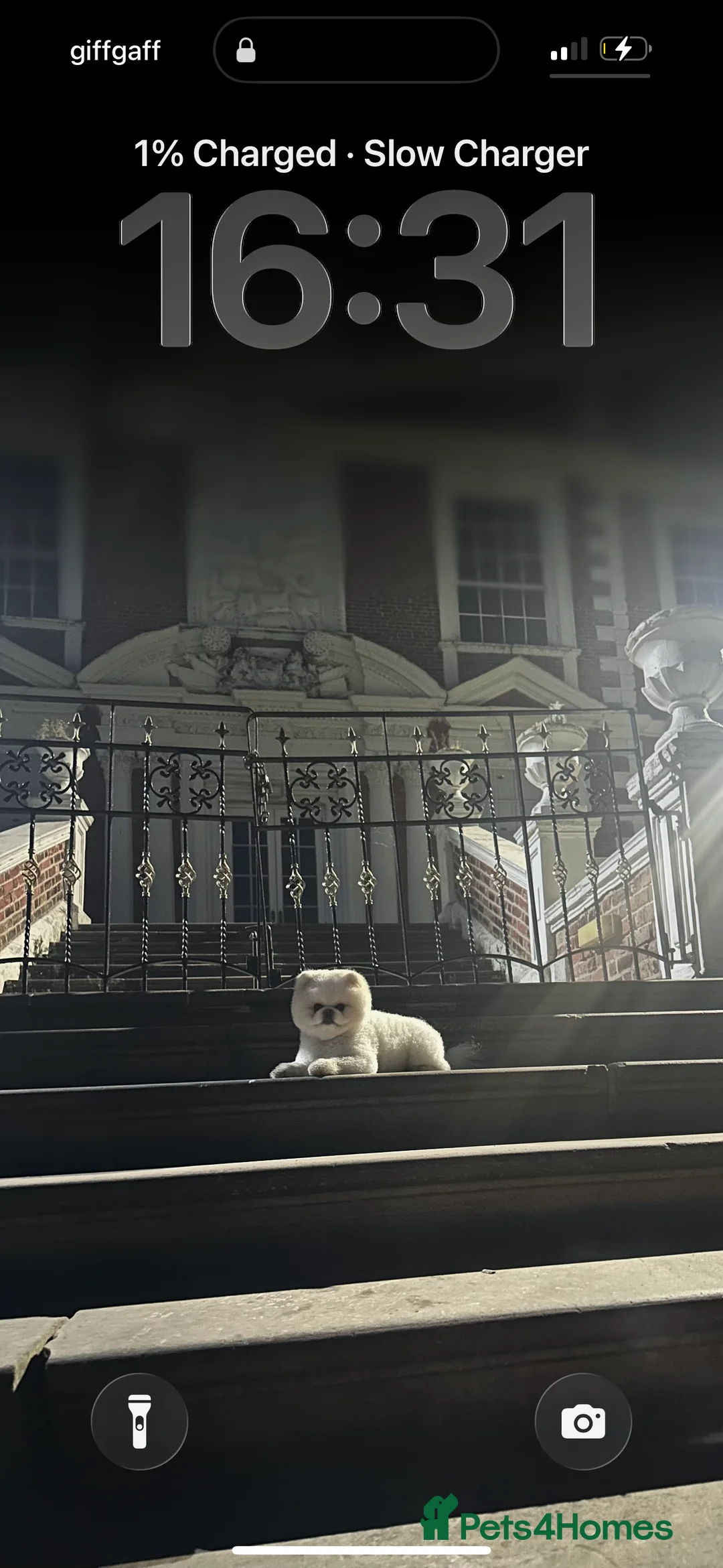 Pomeranian dogs for stud: Teddy  - Advert 5