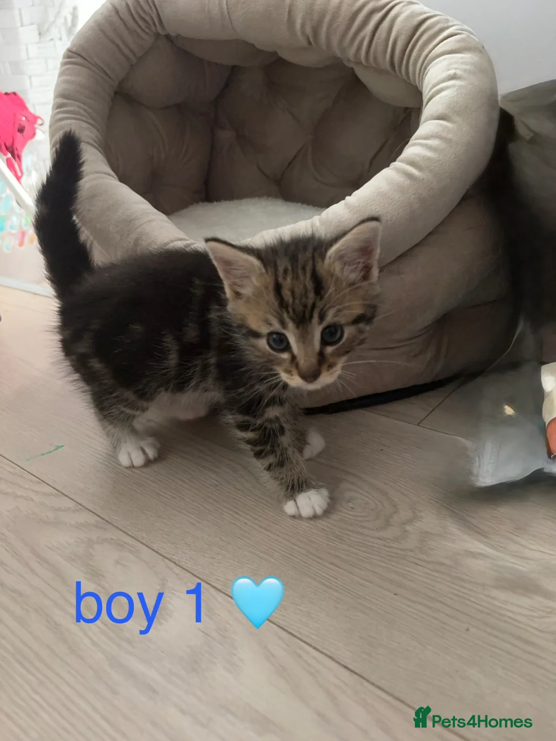Mixed Breed cats for sale: 3 beautiful kittens for sale  in Mansfield - Advert 2