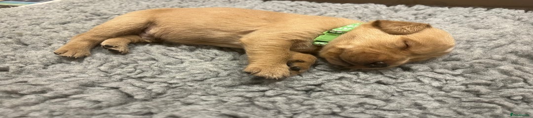 Goldador Puppy 5