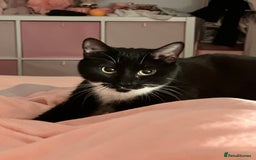 Mixed Breed cats for sale: 2 years old female cat - Image 3