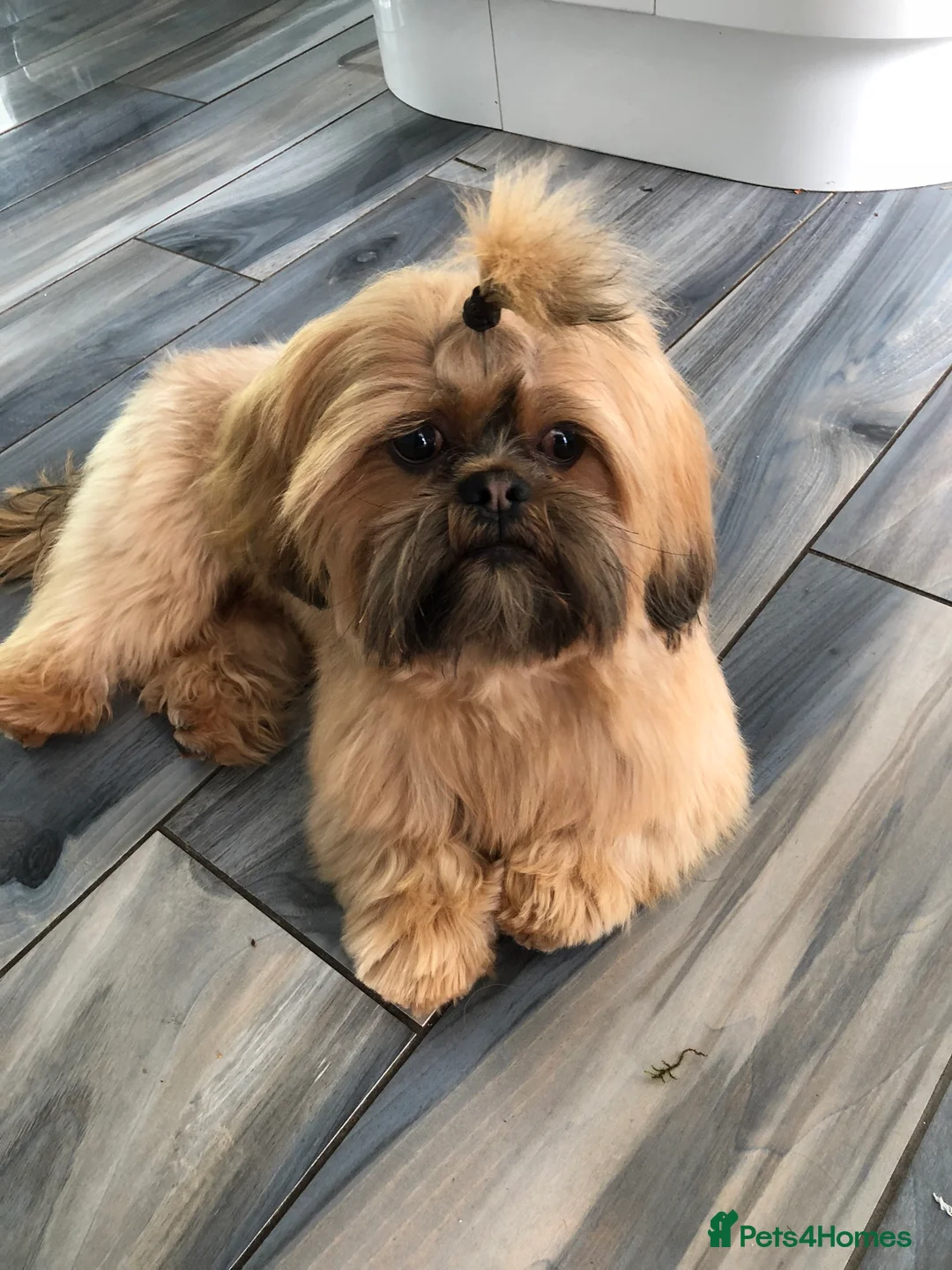 Shih Tzu dogs for stud: Shih tzu stud  in Glasgow - Advert 4