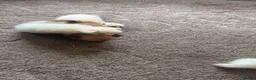 Pomeranian dogs for sale: Beautiful pomchis looking for a loving home  - Advert 15