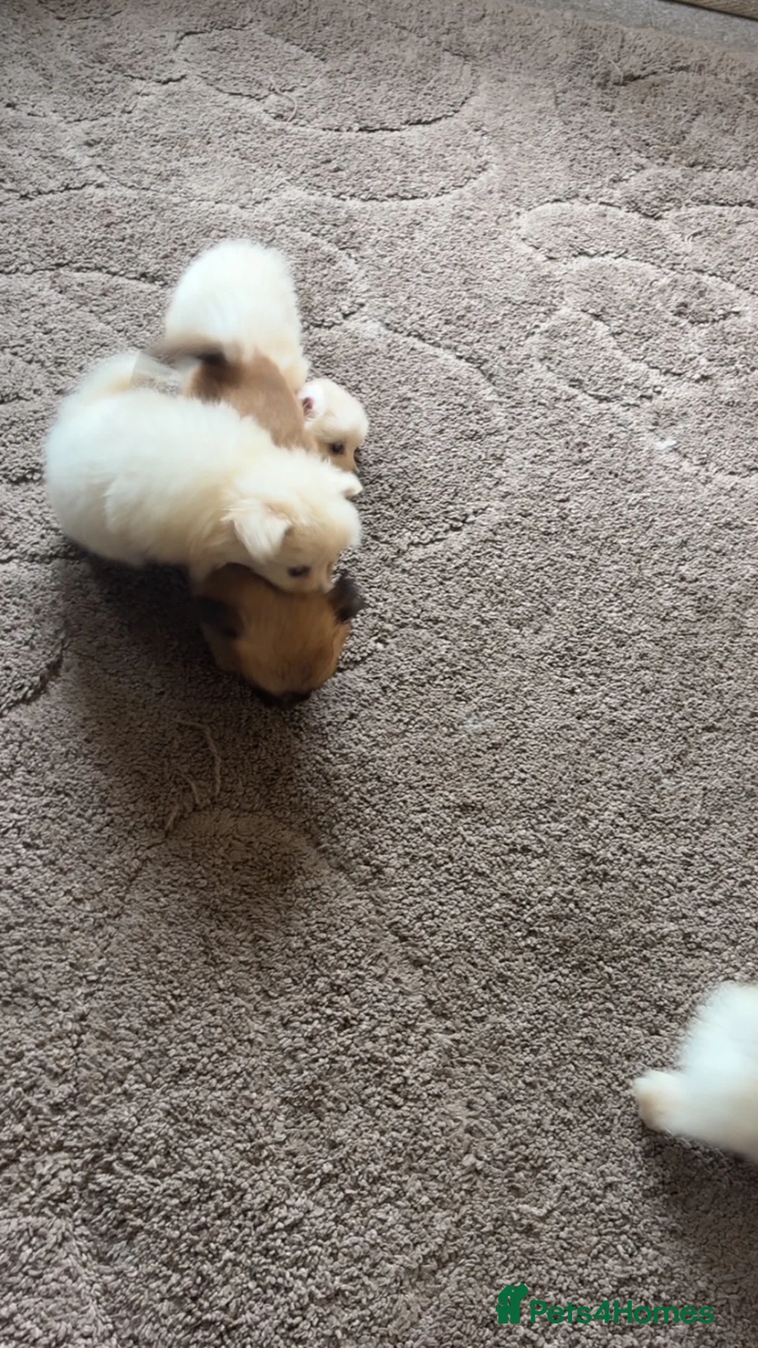 Pomeranian dogs for sale: Beautiful pomchis looking for a loving home  - Advert 15