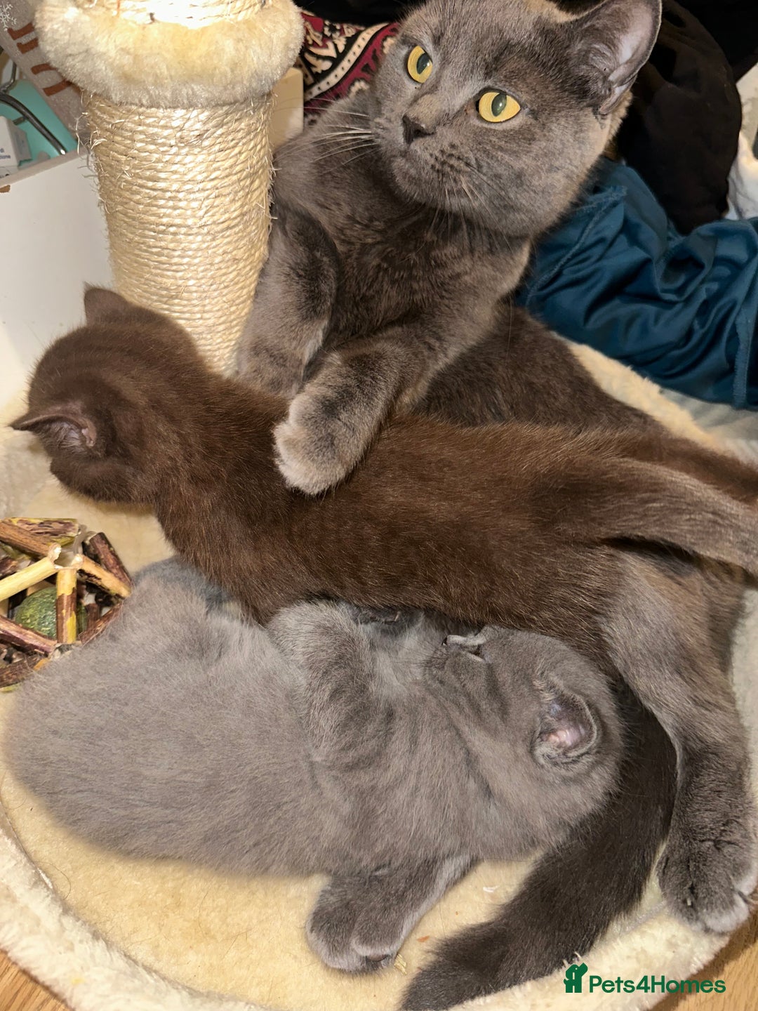 British Shorthair cats for sale: Chocolate British shorthair  in Manchester - Image 4