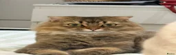 Scottish Fold cats for sale: My two cats trying to find them a loving home  - Advert 2