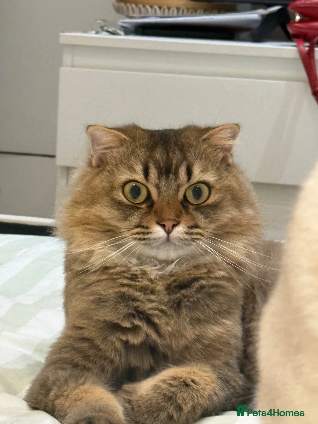 Scottish Fold cats for sale: My two cats trying to find them a loving home  - Advert 2