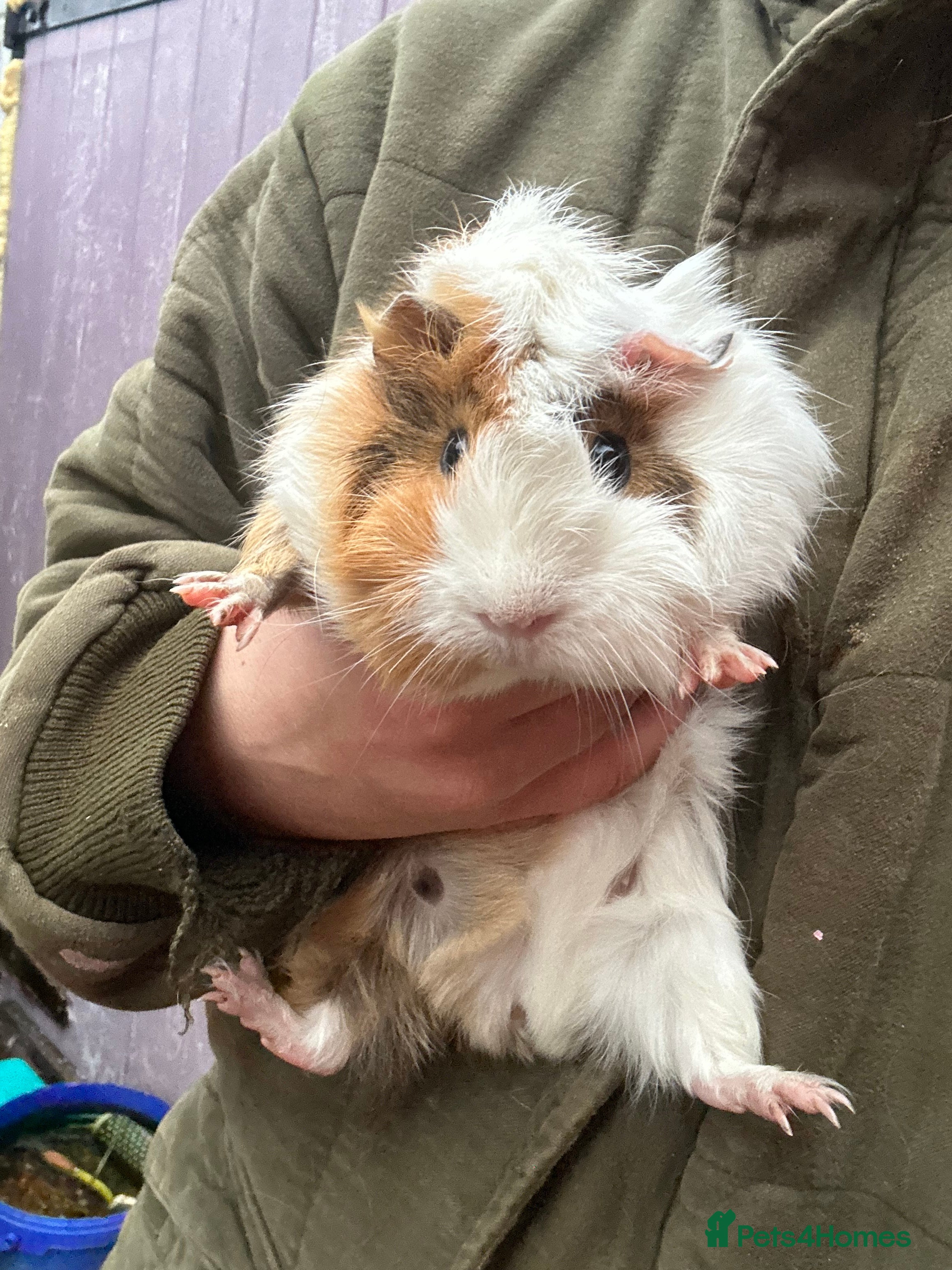 Guinea Pig rodents Guinea pigs / rescued guinea pigs - Advert 4