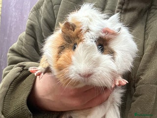 Guinea Pig rodents Guinea pigs / rescued guinea pigs - Advert 4