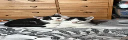 Mixed Breed cats for sale: Kittens looking for great homes - Advert 6