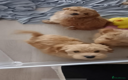Maltipoo dogs for sale:  multipoo - Image 10