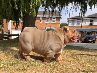 English Bulldog dogs Larry AKA TED BUNDY the lady killer Full suit - Advert 1