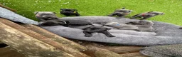 Staffordshire Bull Terrier dogs for sale: 10 kc registered staffy puppies - champion lines - Advert 1