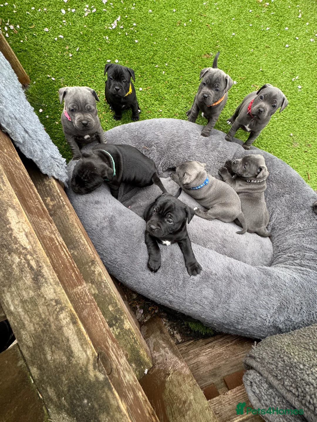 Staffordshire Bull Terrier dogs for sale: 10 kc registered staffy puppies - champion lines - Advert 1