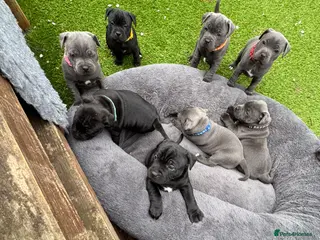 Staffordshire Bull Terrier dogs 10 kc registered staffy puppies - champion lines - Advert 12