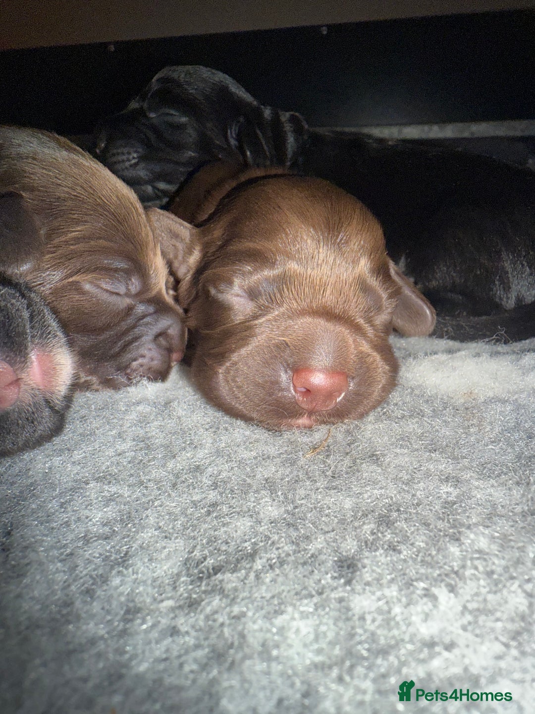Cocker Spaniel dogs for sale: Cocker Spaniel Puppies - Image 16