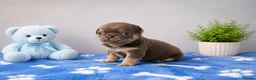 Pug dogs for sale: pug puppies  - Advert 16