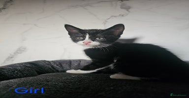 Mixed Breed cats - Advert 14