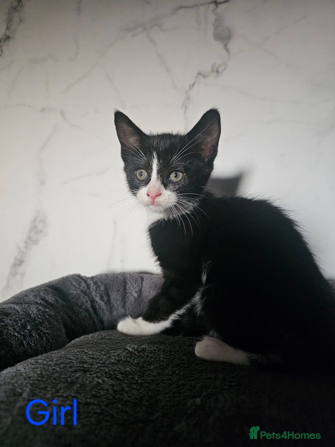 Mixed Breed cats for sale:  3 Adorable Kittens Ready for Their Forever Homes - Image 3