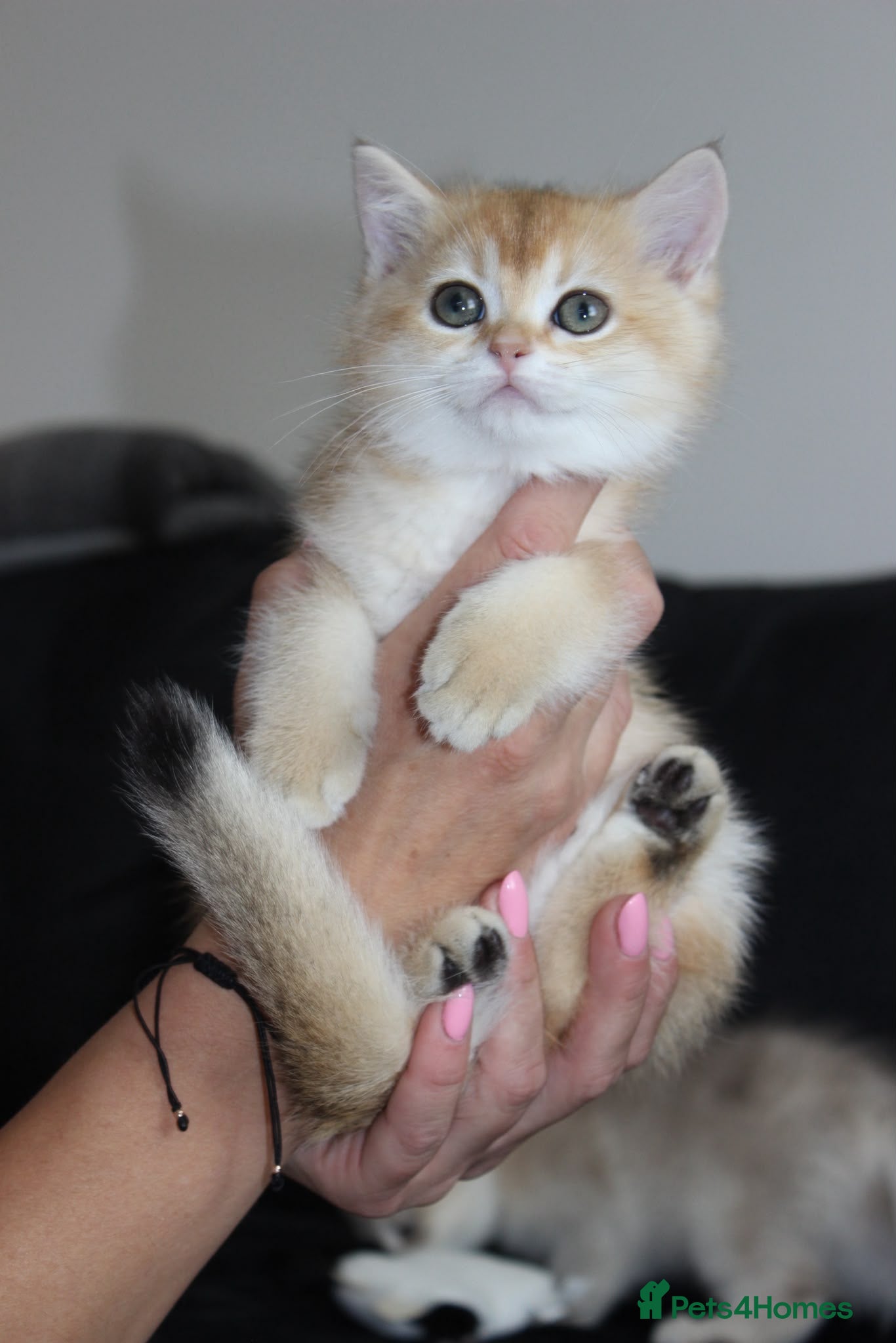 British Shorthair cats TICA pedigree pure breed golden kittens - Advert 2