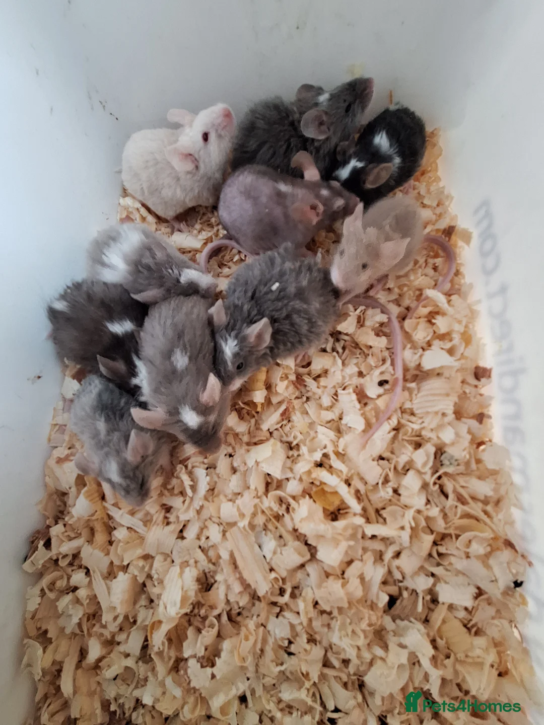 Mouse rodents for sale: Fancy pet mice for sale £8 each  in Manchester - Advert 1