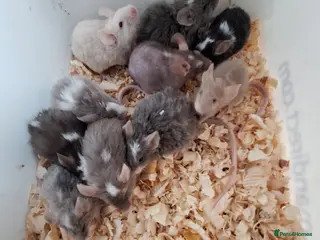 Mouse rodents Fancy pet mice for sale £8 each - Advert 3