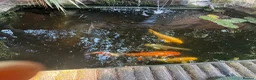 Koi Carp fish for sale:  Various fish  - Advert 4
