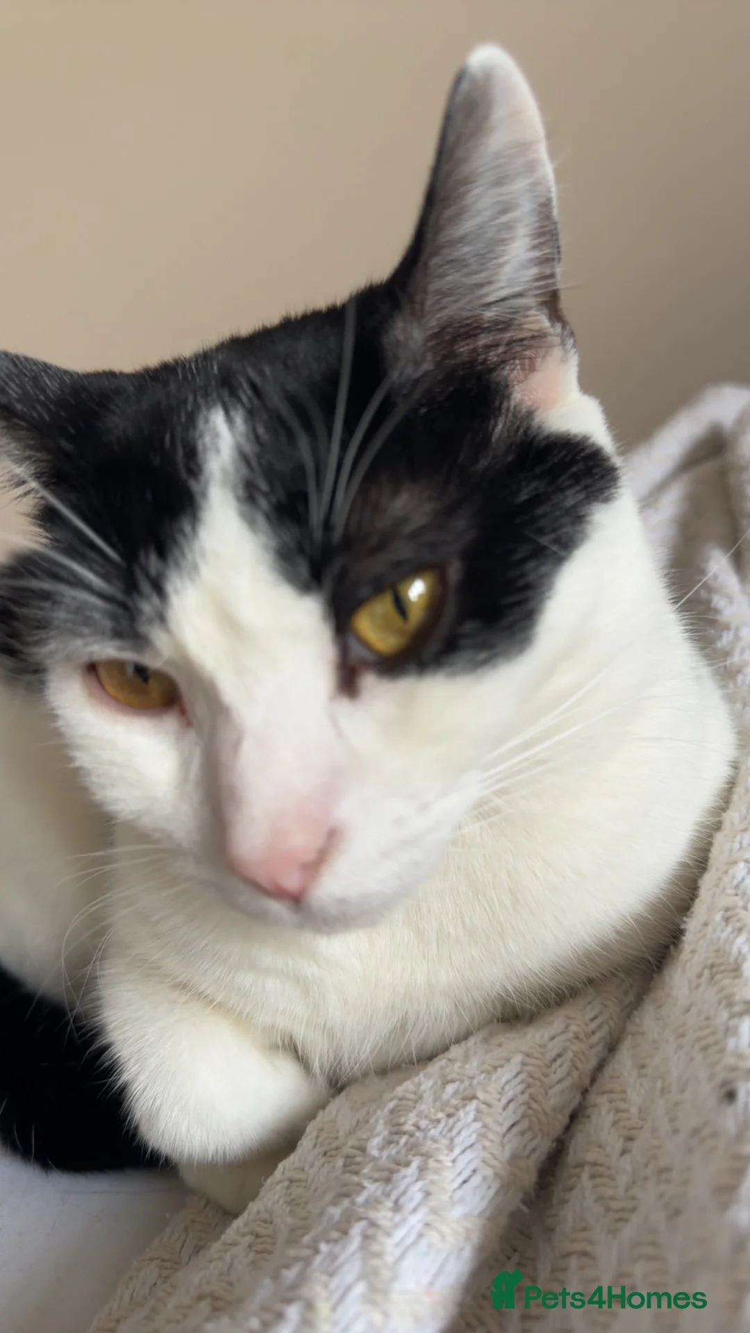 Mixed Breed cats for sale: Eclipse - Advert 3