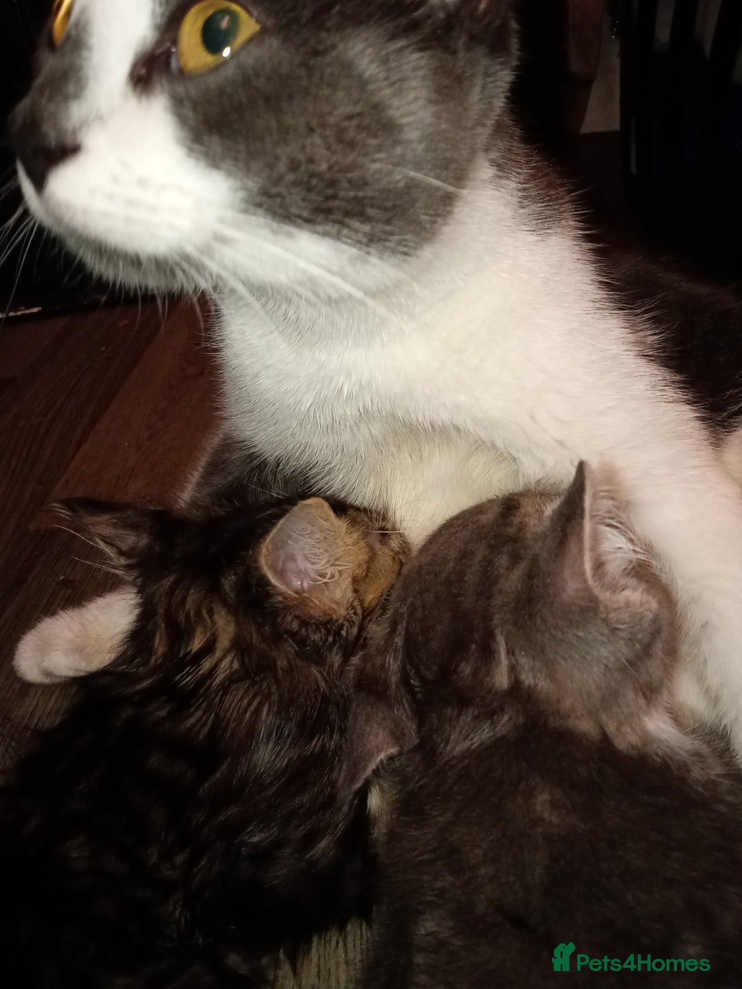 British Shorthair cats for sale: 1 female and male kitten  - Advert 1