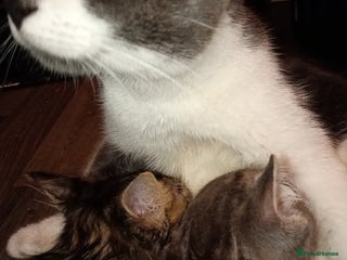 British Shorthair cats 1 female and male kitten - Advert 1