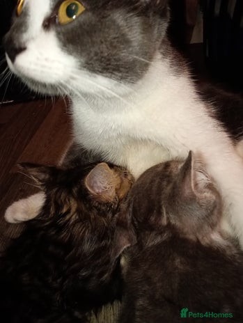 British Shorthair cats 1 female and male kitten - Advert 1
