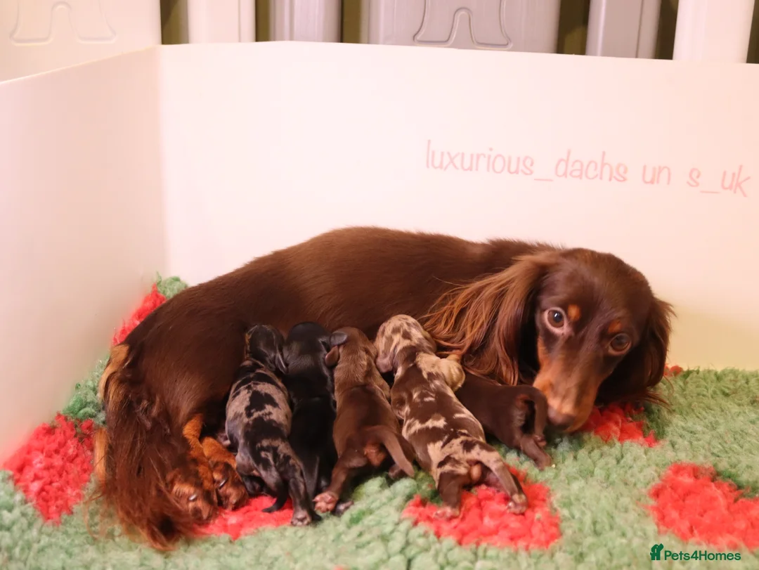 Miniature Dachshund dogs for stud: Silver dapple miniature longhaired dachshund stud in Stowmarket - Advert 21