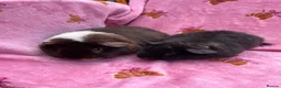Guinea Pig rodents for sale: Baby Teddy girl  - Advert 3