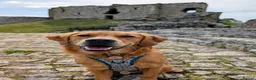 Golden Retriever dogs for sale: Waiting list open  - Advert 26