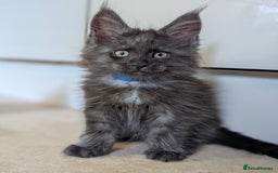 Maine Coon cats for sale: GCCF registered 5 Maine Coon kittens s 😻 - Image 6