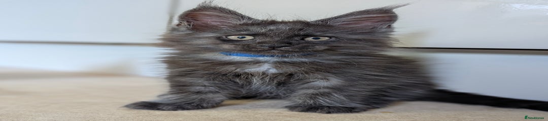 Maine Coon Kitten 4