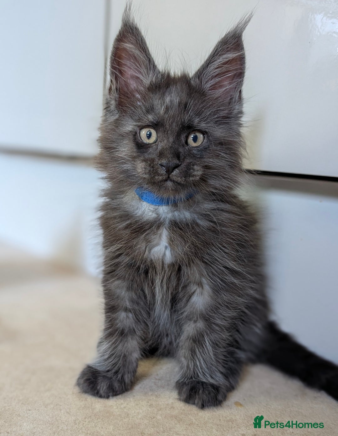 Maine Coon cats for sale: GCCF registered 5 Maine Coon kittens s 😻 - Image 6