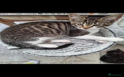 Maine Coon cats for sale: Maine Coon cross breed kittens 😸 😍  - Advert 15