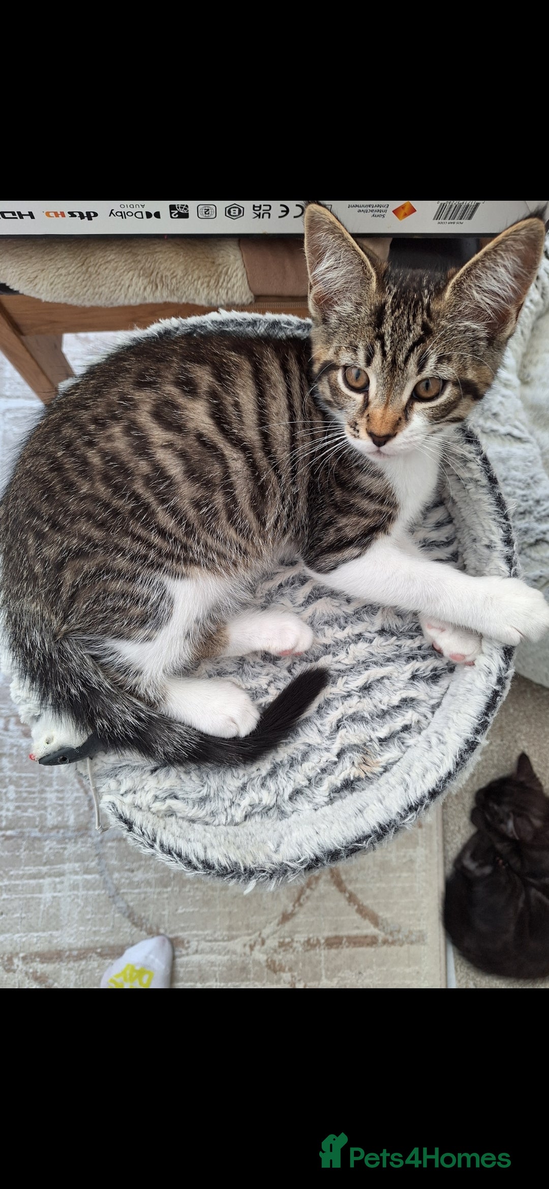 Maine Coon cats for sale: Maine Coon cross breed kittens 😸 😍  - Advert 15