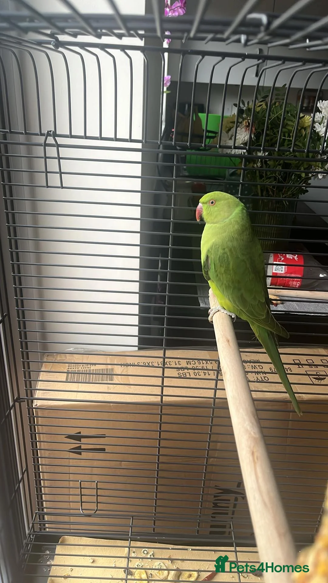 Ringnecks birds for sale: Indian ring neck parakeet - Advert 2
