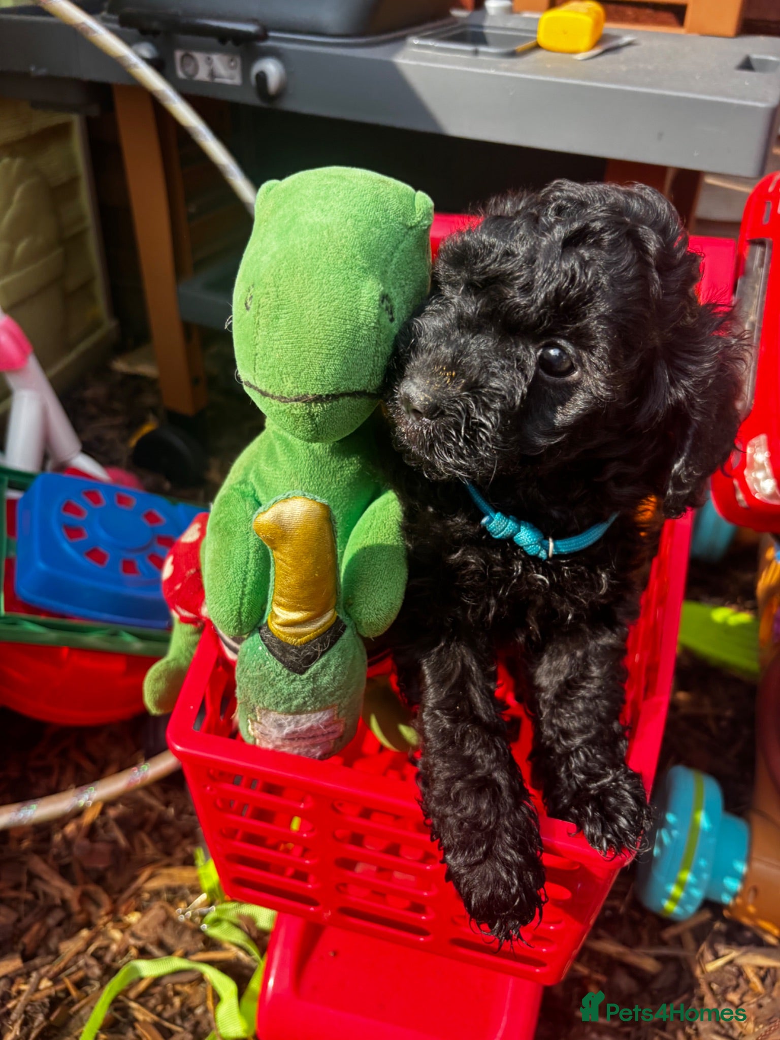 Cavapoo dogs Fb1 Cavapoos  - Advert 1
