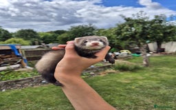Ferret rodents for sale: Baby ferrets looking for their forever home  - Image 4