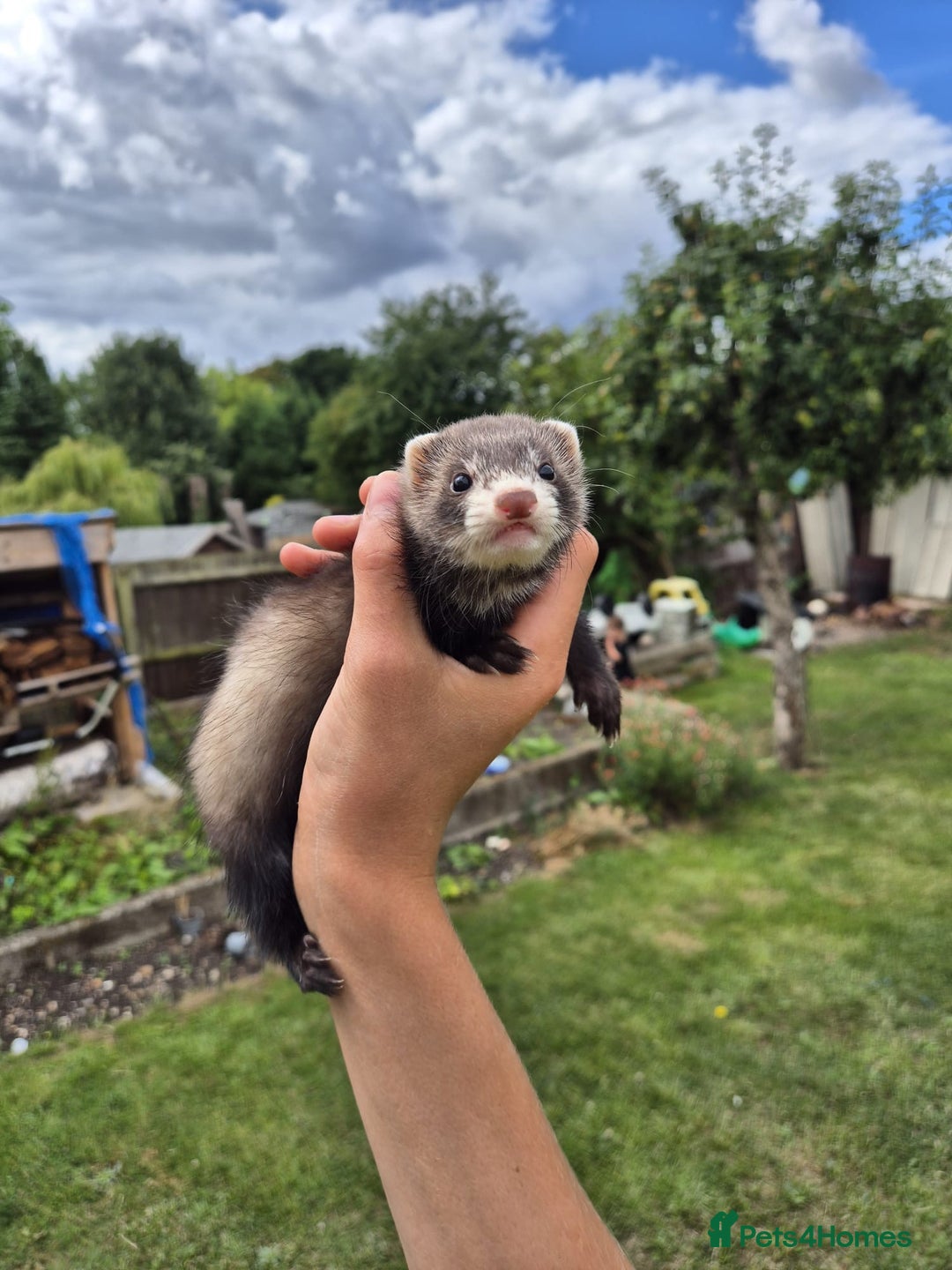 Ferret rodents for sale: Baby ferrets looking for their forever home  - Image 4