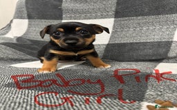 Jack Russell dogs for sale: Stunning black & tan jack Russell’s   - Image 4