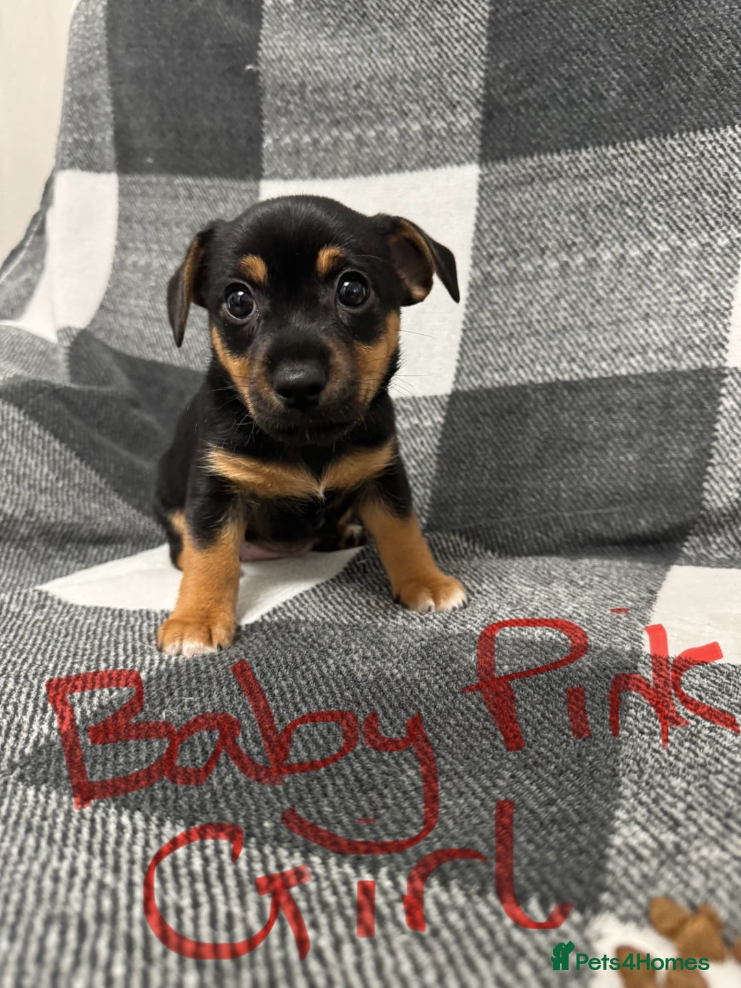 Jack Russell dogs for sale: Stunning black & tan jack Russell’s   - Image 4