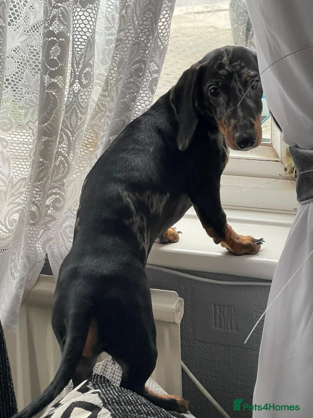 Dachshund dogs for sale: Dauchshund  - Advert 3